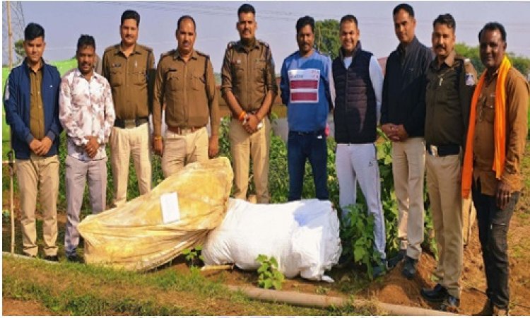 BIG NEWS : कुकड़ेश्वर क्षेत्र में नशे की अवैध खेती, पुलिस की टीम ने दी दबिश, और कर डाली बड़ी कार्यवाही, 140 पौधे बरामद, प्रकरण दर्ज, अब किशन की तलाश शुरू, पढ़े खबर