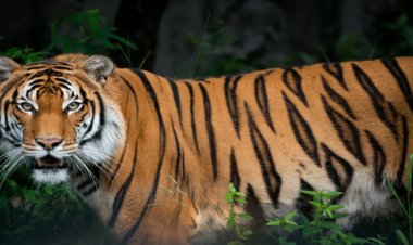 WOW ! CM डॉक्टर मोहन यादव की अध्यक्षता में बैठक, और एमपी को मिला 8 वें टाइगर रिजर्व का तोहफा, इतने नए पद भी होंगे मंजूर, किसे मिलेंगे करोड़ों रुपए...! पढ़े खबर