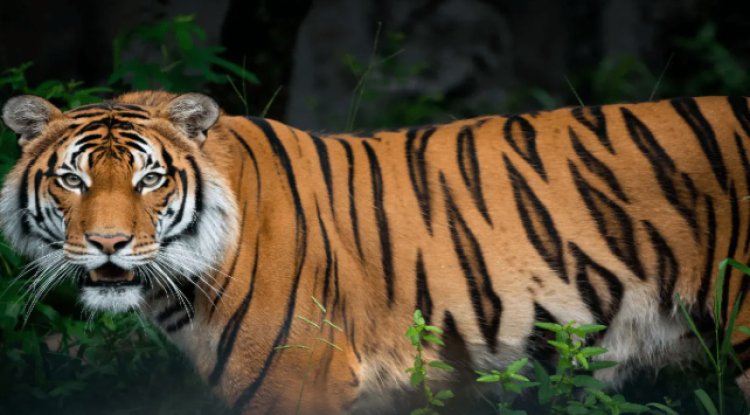 WOW ! CM डॉक्टर मोहन यादव की अध्यक्षता में बैठक, और एमपी को मिला 8 वें टाइगर रिजर्व का तोहफा, इतने नए पद भी होंगे मंजूर, किसे मिलेंगे करोड़ों रुपए...! पढ़े खबर