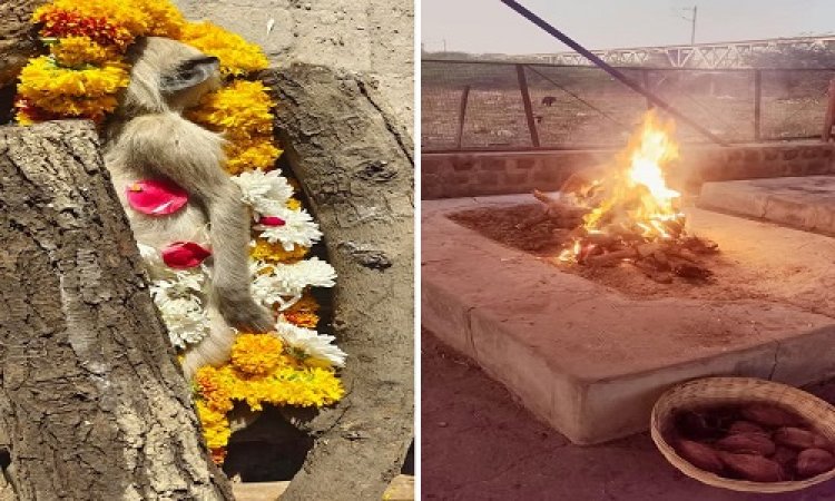 BIG NEWS : करंट लगने से वानर की मौत, रहवासियों ने दी सूचना, तो ये टीम पहुंची मौके पर, फिर विधि-विधान से किया अंतिम संस्कार, पढ़े खबर