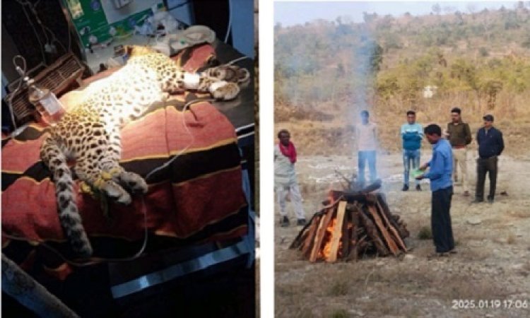 BIG NEWS : हादसे में मादा तेंदुआ घायल, नीमच के बाद इंदौर में भी चला उपचार, पर हो गई मौत, निर्धारित प्रक्रिया से आज हुआ शवदाह, मामला- रामपुरा थाना क्षेत्र का, पढ़े खबर