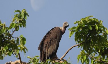 BIG NEWS : गणना 2025, तीन दिनों तक चली गिनती, सफेद और देशी सहित चार अन्य प्रजाति के गिद्ध मिले, नीमच जिले में कितने वल्चर, पढ़े खबर
