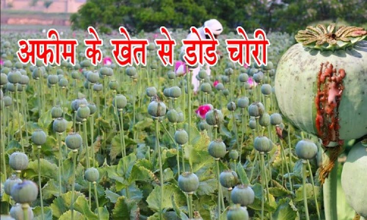 BIG NEWS : अफीम के खेत पर चोरों की नजर, डोडे चोरी की वारदात को दिया अंजाम, किसान की मेहनत पर फिरा पानी, जिले में यह पहला मामला...! घटना रतनगढ़ थाना क्षेत्र की, पढ़े खबर