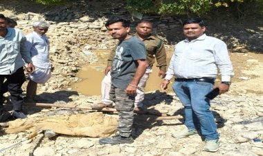 NEWS : रतनगढ़ के इस गांव में निकला विशालकाय मगरमच्छ, सुचना मिलते ही मौके पर पहुंची वन विभाग की टीम, रेस्क्यू कर पकड़ा, और यहां छोड़ा, पढ़े खबर