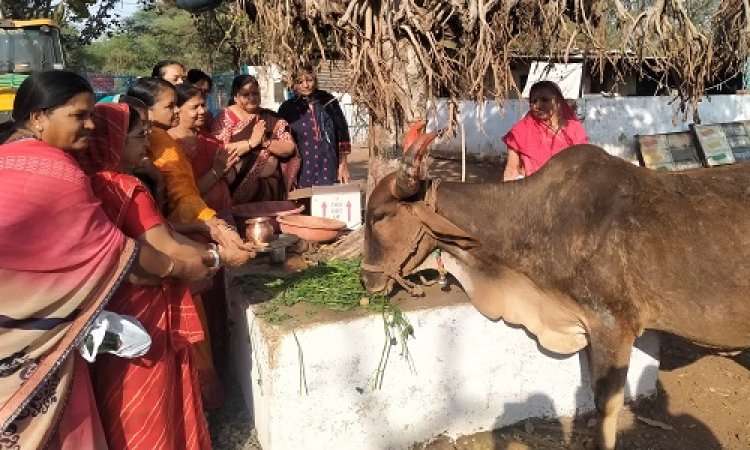 NEWS : स्नान अमावस्या, महिलाएं पहुंची श्रीकृष्ण गोपाल गौशाला, गौमाता का पूजन कर खिलाई हरी घास और गुड, प्रकृति के संतुलन और पर्यावरण संरक्षण के लिए गाय को बताया महत्वपूर्ण, पढ़े खबर