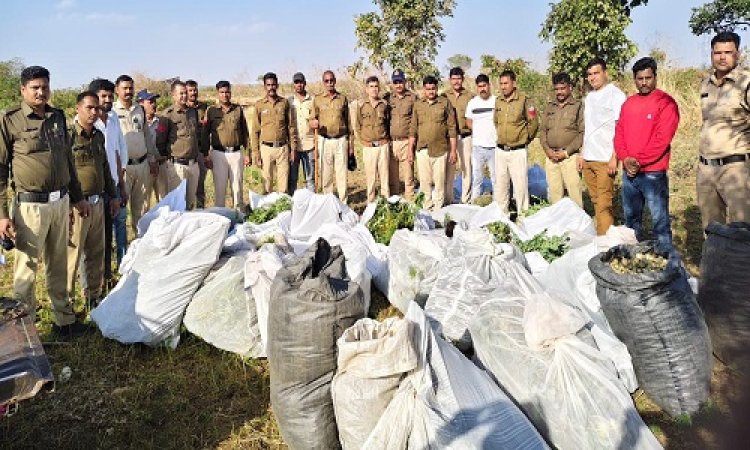 BIG NEWS : रायड़े की फसल के बीच अवैध नशे की खेती, सूचना पर कुकड़ेश्वर पुलिस ने दी दबिश, बड़ी मात्रा में अफीम के पौधे, डोडे और गांजा जप्त, आरोपी भी गिरफ्तार, पढ़े खबर