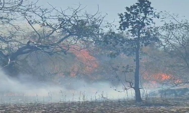 BIG NEWS : कंजार्डा चौकी क्षेत्र के जंगलों में भीषण आगजनी, दमकल की मदद से पाया काबू, पर यहां अब भी उठ रही लपटे, कई पेड़ जलकर खाक, पढ़े खबर
