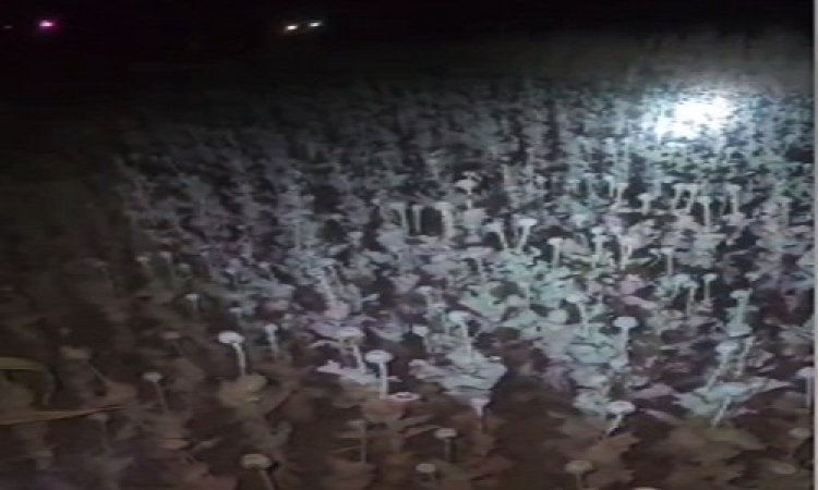 BIG NEWS : खेत में लगे अफीम के अवैध डोडे, सूचना पर नारायणगढ़ पुलिस ने की कार्यवाही, हजारों पौधे जप्त, तो एक आरोपी गिरफ्तार, पढ़े खबर