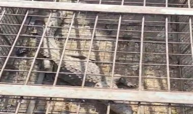 BIG NEWS : जेथली गांव में निकला खूंखार जानवर, तो ग्रामीणों में फैली दहशत, फिर वन विभाग की टीम पहुंची मौके पर, रेस्क्यू कर पकड़ा, पढ़े खबर