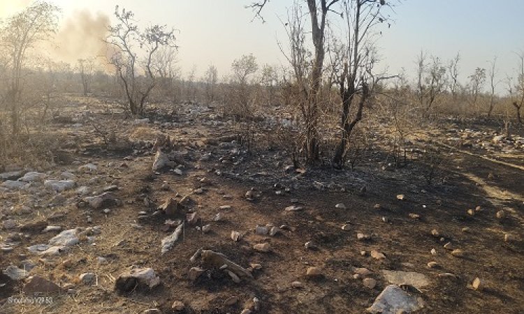 NEWS : मनासा क्षेत्र के इस गांव के जंगल में फिर लगी भीषण आग, मौके पर पहुंची तीन-तीन फायर फाइटर, फिर आगजनी पर पाया काबू, पढ़े खबर