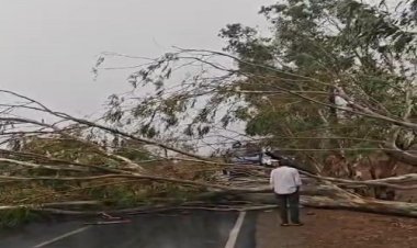 NEWS : नीमच जिले में मौसम ने ली करवट, मनासा क्षेत्र में भी भयंकर आंधी तूफान, आसमान से बरसे ओले, तो विशालकाय पेड़ भी गिरा, घंटों बिजली गुल, पढ़े खबर