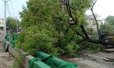 BIG NEWS : मनासा में चले तेज आंधी-तूफान, इस नाके पर गिरा विशालकाय पेड़, यातायात हुआ बाधित, पर कोई जनहानि नहीं, पढ़े खबर