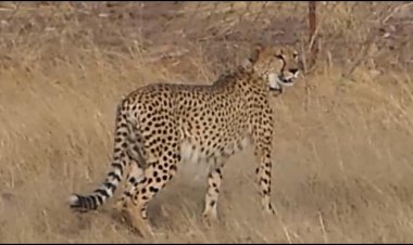 BIG NEWS : गांधी सागर अभ्यारण में प्रवास और पावक को पूरा हुआ एक महीना, 24 घंटे हो रही मॉनिटरिंग, पढ़े खबर