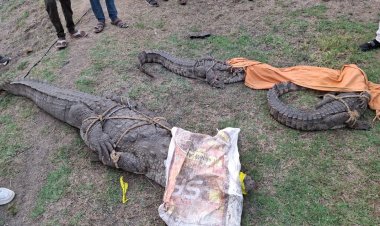 BIG NEWS : नारायणगढ़ क्षेत्र के इस गांव में विशालकाय पानी के राजा की दस्तक,जब देखा ग्रामीणों ने तो मची खलबली,फिर वनविभाग का अमला पंहुचा मोके पर,यु हुआ रेस्क्यू,पढ़े ये खबर
