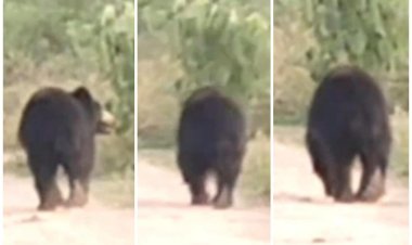 BIG NEWS : नीमच के इस क्षेत्र में पहली बार देखा गया भालू,ग्रामीणों ने बनाया वीडियो भी,वन विभाग को मिली सुचना,तो अलर्ट हुए अधिकारी कर्मचारी भी,अब ग्रामीणों को किया जा रहा सतर्क,पढ़े ये खबर