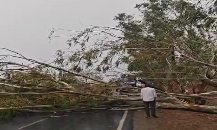 NEWS : नीमच जिले में मौसम ने ली करवट, मनासा क्षेत्र में भी भयंकर आंधी तूफान, आसमान से बरसे ओले, तो विशालकाय पेड़ भी गिरा, घंटों बिजली गुल, पढ़े खबर