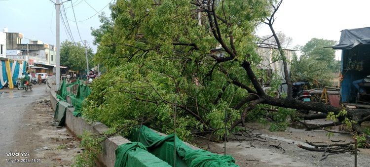BIG NEWS : मनासा में चले तेज आंधी-तूफान, इस नाके पर गिरा विशालकाय पेड़, यातायात हुआ बाधित, पर कोई जनहानि नहीं, पढ़े खबर