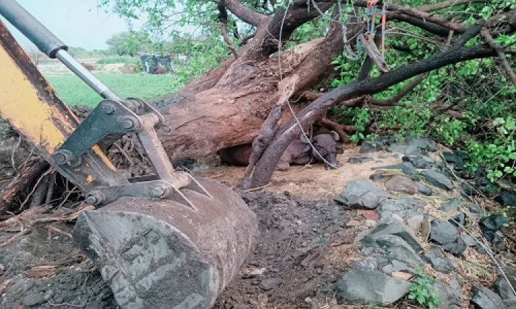 BIG NEWS : जीरन क्षेत्र में तेज हवाओं के साथ बारिश, आंधी-तूफान से गिरा विशालकाय पेड़, नीचे दबा ये बेजुबान जानवर, तो हो गई अकाल मौत, ये घटना हरवार गांव की, पढ़े खबर