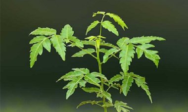 NEWS : NSSG रोपेगा एक हजार नीम के पौधे, विश्व पर्यावरण दिवस से चलेगा पौधारोपण व जागरूकता अभियान, यहां हुई बैठक संपन्न, पढ़े खबर