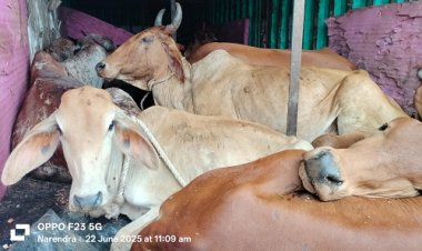 BIG NEWS : पुलिस को मिली सूचना, तो तस्करी के खिलाफ की बड़ी कार्यवाही, कंटेनर से गौवंश जप्त, आरोपी भी गिरफ्तार, हिन्दू संगठन की मिली मदद, ये मामला मंदसौर जिले का, पढ़े खबर