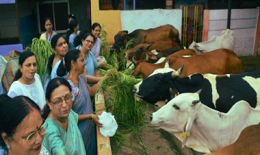 NEWS : गौमाताओं को खिलाया चारा, तो यहां किया पौधरोपण, इनर व्हील का सेवा प्रकल्प संपन्न, सदस्याओं ने बढ़-चढ़कर लिया हिस्सा, पढ़े खबर