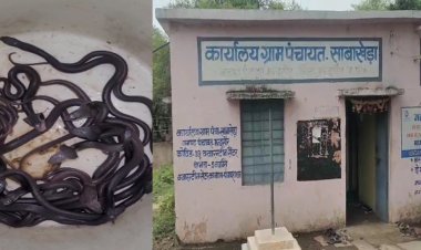 OMG ! किसान की झोपड़ी में सांपों का बसेरा, एक साथ निकले 70 से ज्यादा बेबी कोबरा, क्षेत्र में मचा हड़कंप, फिर इन्होने रेस्क्यू कर जंगल में छोड़ा, ये वाक्या पिपलियामंडी क्षेत्र के इस गांव का, पढ़े खबर