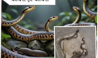BIG NEWS : आज नागपंचमी का दिन,ओर मल्हारगढ़ में फैली बेबी कोबरा की सनसनी,एक ही घर में मिले एक के बाद एक सपोले,फिर यु किया रेस्क्यू,पढ़े ये खबर