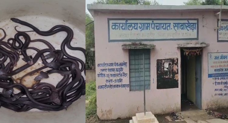 OMG ! किसान की झोपड़ी में सांपों का बसेरा, एक साथ निकले 70 से ज्यादा बेबी कोबरा, क्षेत्र में मचा हड़कंप, फिर इन्होने रेस्क्यू कर जंगल में छोड़ा, ये वाक्या पिपलियामंडी क्षेत्र के इस गांव का, पढ़े खबर