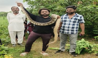 BIG NEWS : खेत में निकला विशालकाय अजगर, तो सर्पमित्र ने किया रेस्क्यू, फिर वन विभाग का अमला भी पहुंचा मौके पर, पढ़े खबर
