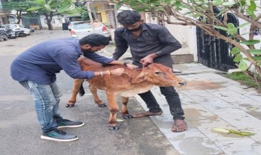 BIG NEWS : गौमाता में इस वाइरस के दिखे लक्षण, तो सेवा दाल हुआ एक्टिव, नीमच के विभिन्न क्षेत्रों में पहुंची टीम, गाय और बछड़े का किया उपचार, पढ़े खबर