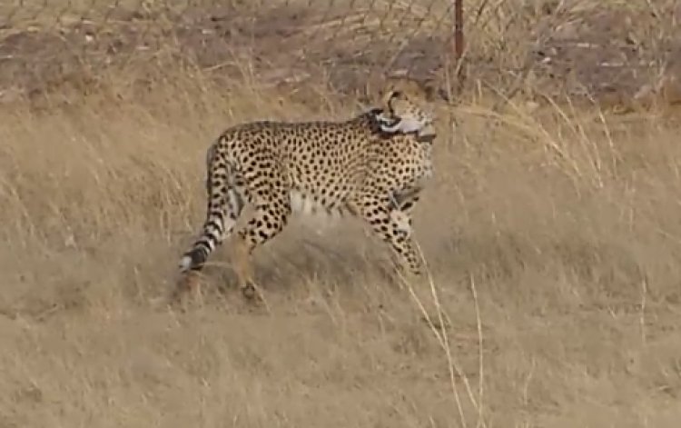 NEWS : गांधी सागर अभ्यारण में चार माह पूरे करेंगे प्रभास और पावक, सितंबर में आएंगे और भी अफ्रीकी चीते, वन्यजीव संरक्षण और पर्यटन को मिलेगा नया आयाम, पढ़े खबर