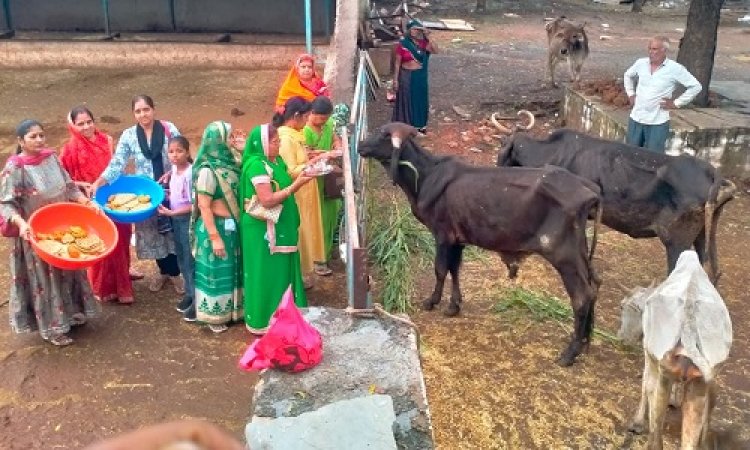 NEWS : महिलाओं ने किया गौमाता का पूजन, रोटी और हरी घास खिलाकर लिया आशीर्वाद, कुछ यूं मनाया बछ बारस पर्व, पढ़े खबर