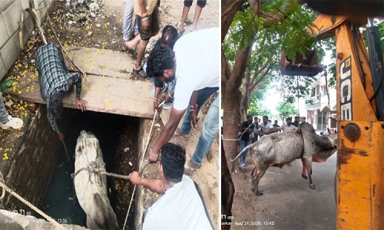 BIG NEWS : 12 घंटे से नाले में फंसे नंदी, फिर बाइक लेकर उतरे गौ-सेवक, कड़ी मशक्कत के बाद सुरक्षित बाहर निकाला, गऊ सेवा दल और नगर पालिका टीम ने किया सफल रेस्क्यू, पढ़े खबर