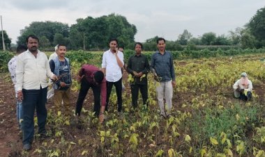 NEWS : सोयाबीन फसल पर पीला मोजैक रोग का प्रकोप, किसानों की बढ़ी चिंता, तो प्रशासन हुआ अलर्ट, टीम ने शुरू किया सर्वे, पढ़े खबर