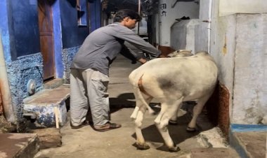 NEWS : लम्पी वाइरस से जूझ रही गौमाता, तो कनिष्क गौसेवा समिति ने उठाया बड़ा जिम्मा, निस्वार्थ भाव से कर रही सेवा एवं सुरक्षा, रामपुरा में शुरू किया ये अभियान, पढ़े खबर