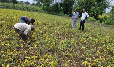 NEWS : अतिवृष्टि से फसलों को नुकसान, मनासा क्षेत्र के किसानों ने ली राहत की सांस, इस गांव में शुरू हुआ सर्वे, पटवारी सहित टीम पहुंची खेतों में, पढ़े खबर
