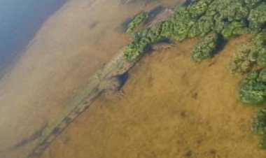 NEWS : जब तालाब में दिखा मगरमच्छ, तो हामाखेड़ी गांव में फैली दहशत, फिर वन विभाग की टीम पहुंची मौके पर, और किया सफल रेस्क्यू, पढ़े खबर