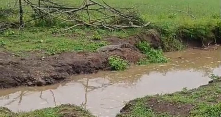 BIG NEWS : चपलाना गांव के पास गड्ढे में दिखा मगरमच्छ, तो ग्रामीणों में फैली दहशत, फिर वन विभाग की टीम पहुंची मौके पर, लेकिन रेस्क्यू हो गया असफल, क्या है वजह, पढ़े खबर