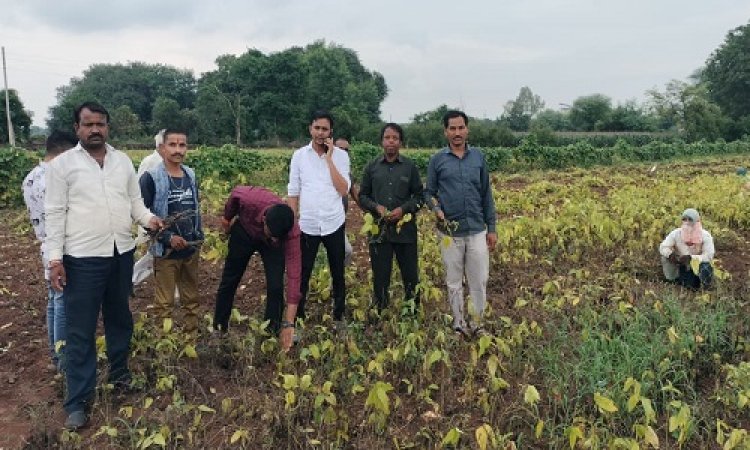 NEWS : सोयाबीन फसल पर पीला मोजैक रोग का प्रकोप, किसानों की बढ़ी चिंता, तो प्रशासन हुआ अलर्ट, टीम ने शुरू किया सर्वे, पढ़े खबर