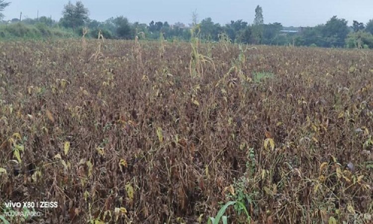 BIG NEWS : पहले वाइरस का प्रकोप, अब बेमौसम बारिश का भी कहर, मनासा क्षेत्र में सोयाबीन की फसल फिर हुई बर्बाद, क्या बोले अन्नदाता, पढ़े इस खबर में