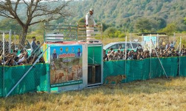 BIG NEWS : कूनो पार्क पहुंचे मुख्यमंत्री डॉ. मोहन यादव, खुले जंगल में छोड़े चीते, वीरा और उसके दो शावकों को किया रिलीज, इस दिन मध्य प्रदेश को फिर मिली बड़ी सौगात, पढ़े खबर