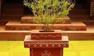 NEWS :तुलसी लगाने की सही दिशा और दिन, जो बदल देंगे आपका जीवन, दूर होगी आपकी आर्थिक तंगी…