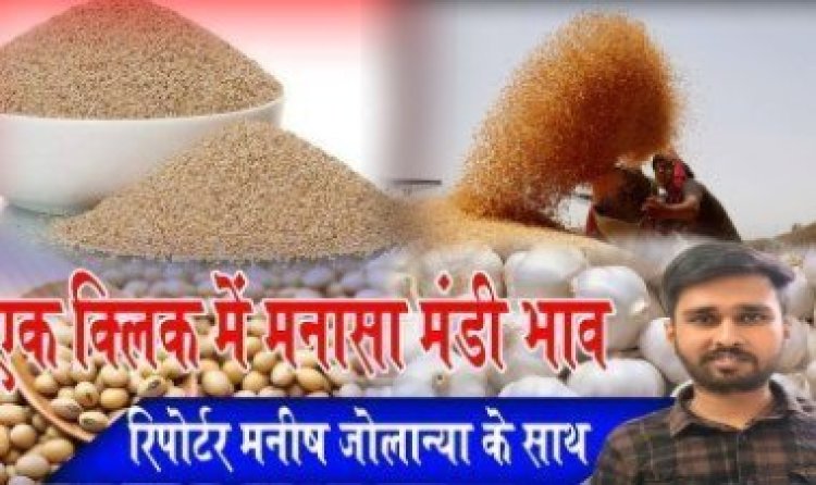 MANASA MANDI : मनासा मंडी में लहसुन और मक्का की बंपर आवक, आज किस जींस के भाव में आई गिरावट, और किसके दाम रहें तेज, देखें मनीष जोलान्या की इस रिपोर्ट में