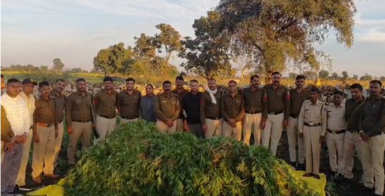 BIG NEWS : खेत को बनाया काली कमाई का जरियां, फसलों के बीच उगाया अवैध नशा, सूचना मिलते ही दबिश देने पहुंची पुलिस, गांजे के हजारों पौधे बरामद, वजन तीन क्विंटल से ज्यादा, ये बड़ी कार्यवाही कुकड़ेश्वर पुलिस की, इन थानों की टीमों का भी मिला सहयोग, पढ़े खबर