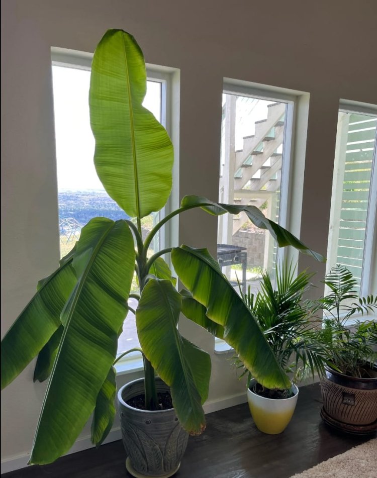 आखिर केले का पौधा क्यों माना जाता है धन और समृद्धि का प्रतीक जानें ये,