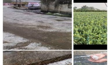 BREAKING NEWS:  मौसम ने ली करवट,नीमच जिले में ओलावृष्टि, सोशल मीडिया पर वायरल हुए वीडियो, किसानों की बढ़ी परेशानी,पढ़े खबर