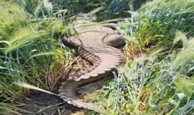 BREAKING NEWS: खेत में दहशत! दाता रतनपुरा की गेहूं फसल में घुसा 10 फीट लंबा मगरमच्छ,दो घंटे की मशक्कत के बाद वन विभाग ने किया रेस्क्यू ,पढ़े मनीष जोलानिया की खबर