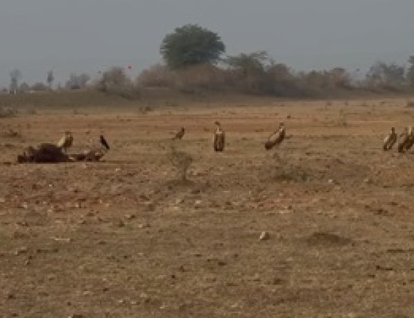 NEWS: गाँधीसागर वन्यप्राणी अभयारण्य, नीमच–मंदसौर क्षेत्र में गिद्धों की उत्साहजनक वृद्धि, संयुक्त गणना में 1084 + 507 गिद्ध दर्ज, संरक्षण प्रयासों के मिले सकारात्मक परिणाम,पढ़े खबर