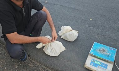 BIG NEWS : मनासा में ड्रग्स रैकेट बेनकाब,CBN की ताबड़तोड़ कार्रवाई, खेतों में भाग रहा तस्कर दबोचा, बैग से निकला यह मादक पदार्थ, पढ़े पूरी खबर