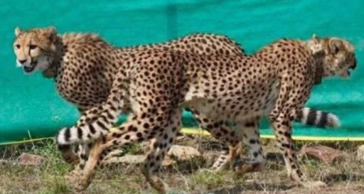 *BIG NEWS: मध्यप्रदेश के गांधी सागर अभयारण्य में वन्यजीव संरक्षण की ऐतिहासिक गूंज। प्रवास और पावक ने पूरा किया एक साल का अद्भुत और सफल सफर...! चीता प्रोजेक्ट को मिली बड़ी कामयाबी, सुरक्षित वातावरण में तेजी से ढलते चीते, वन विभाग की हाईटेक और चौकस निगरानी से बन रहा चीतों का नया आशियाना! पढ़े ये खबर